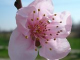 Sognox